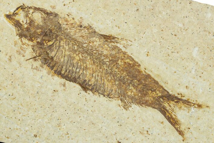 Detailed Fossil Fish (Knightia) - Wyoming #330792